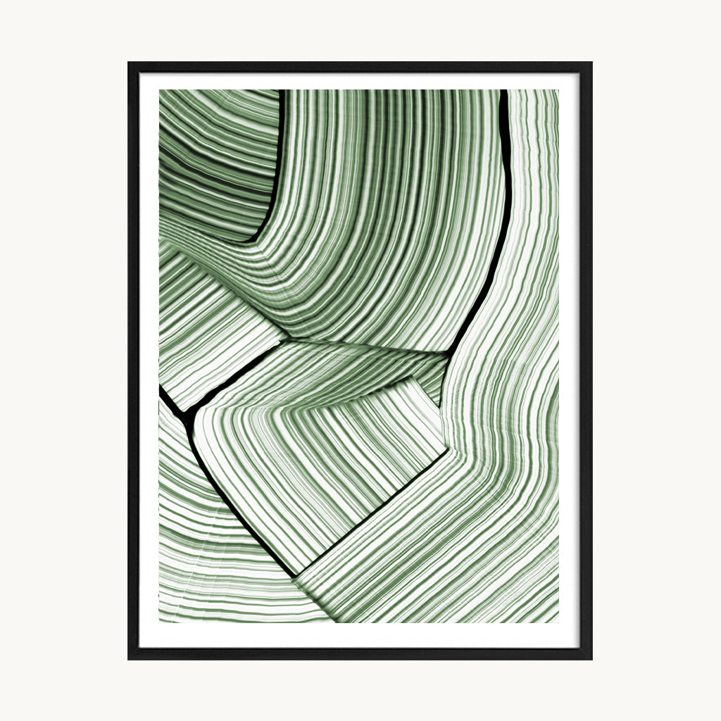 Cuadro Abstracto Líneas Orgánicas Verde Salvia 1