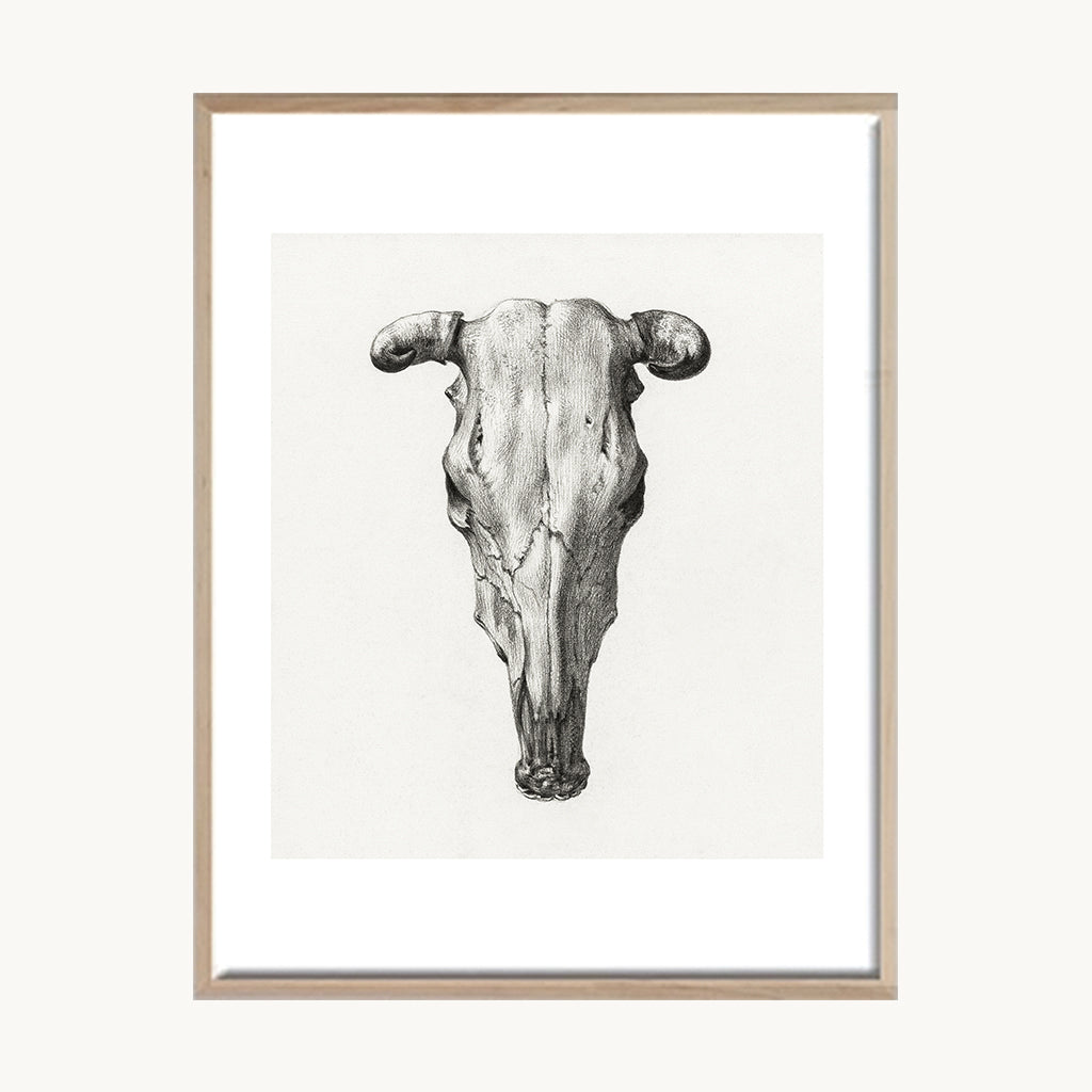 Cuadro Animales Cabeza de Toro Ilustración Vintage