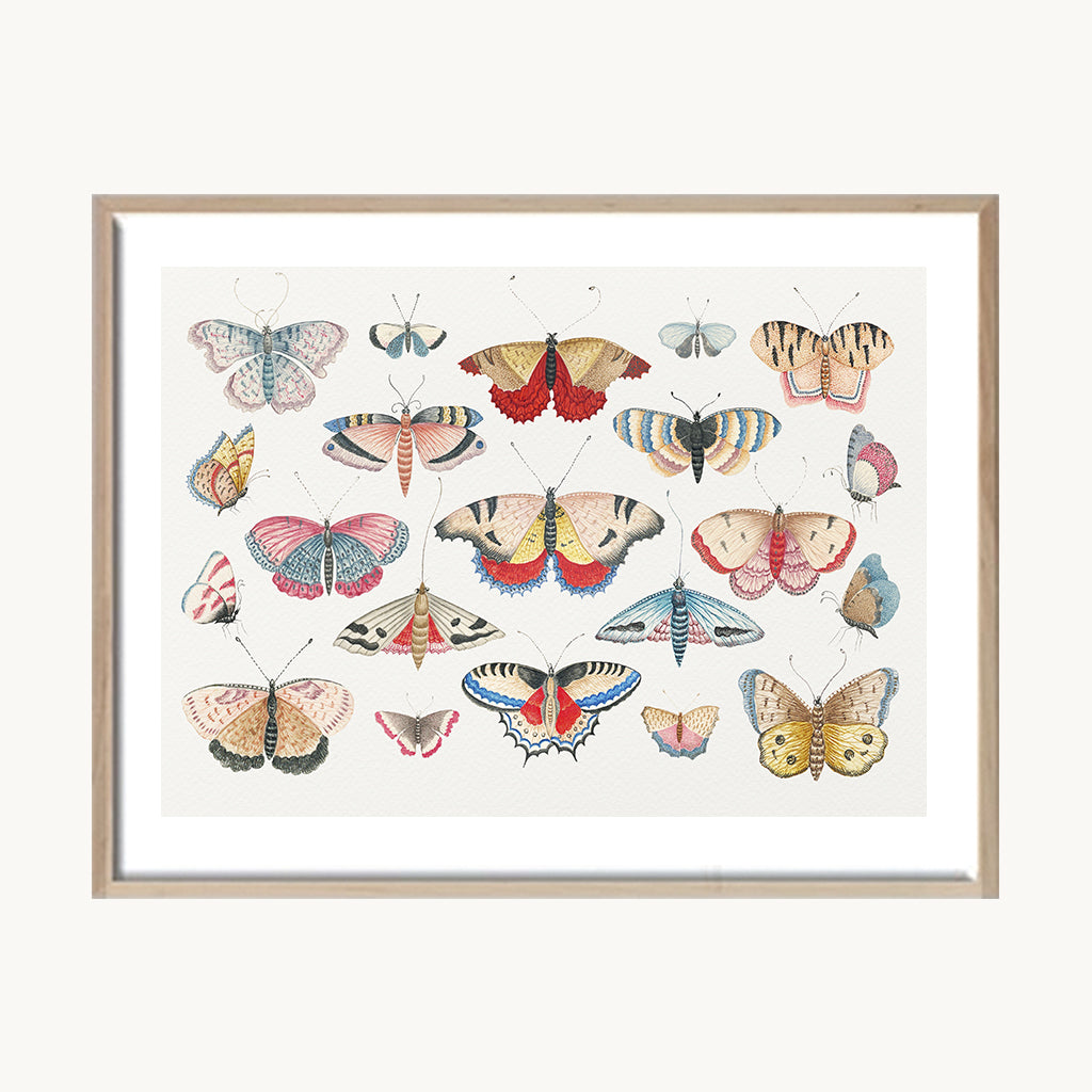 Cuadro Animales Mariposas Composición Colorida 2