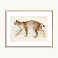 Cuadro Animales Tigre Ilustración Clásica