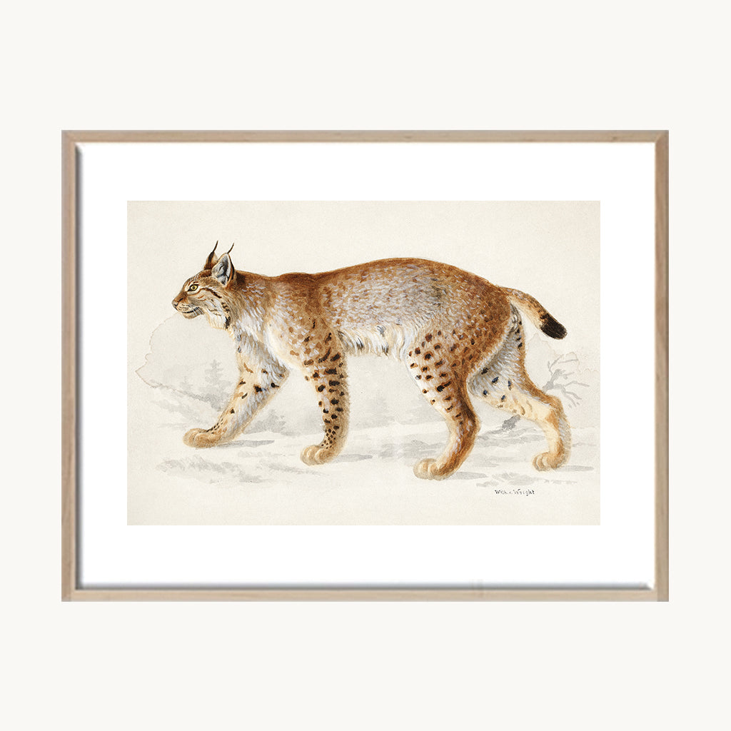 Cuadro Animales Tigre Ilustración Clásica
