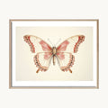 Cuadro Animales Mariposa Vintage Detalle