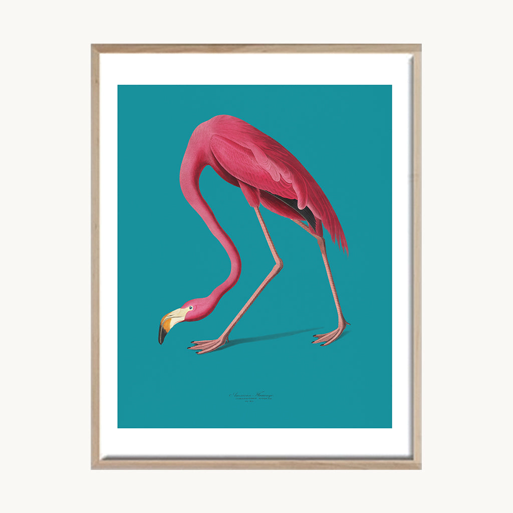 Cuadro Animales Flamenco Fondo Turquesa