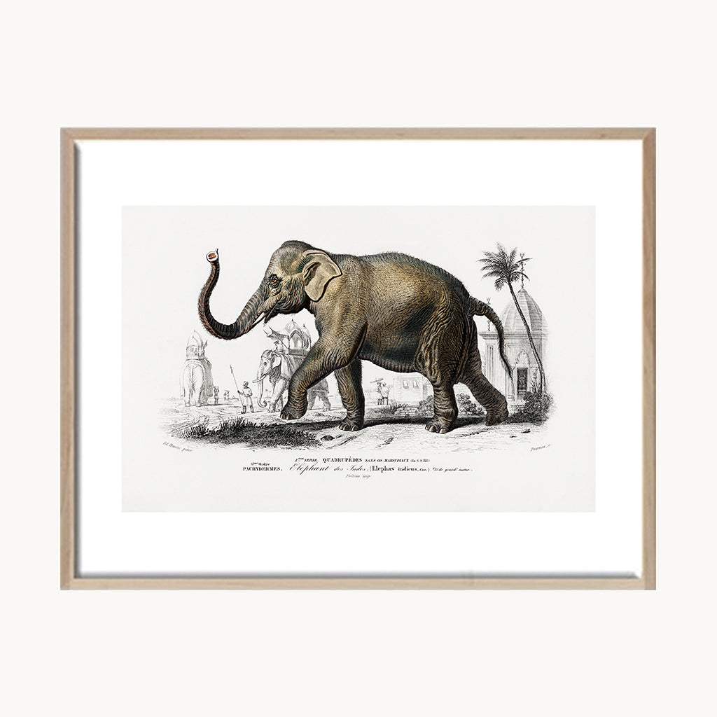 Cuadro Animales Elefante Grabado Antiguo