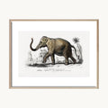 Cuadro Animales Elefante Grabado Antiguo