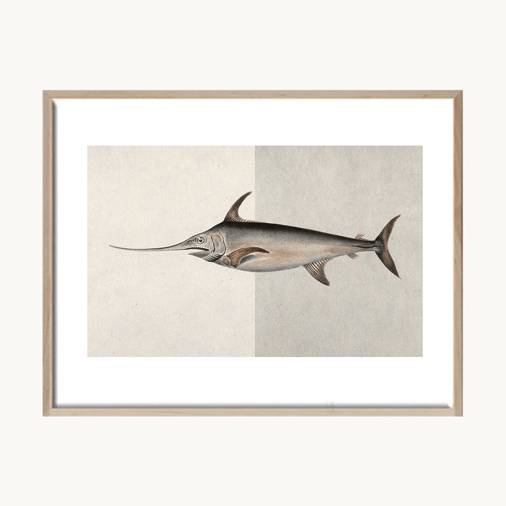 Cuadro Animales Pez Ilustración Científica