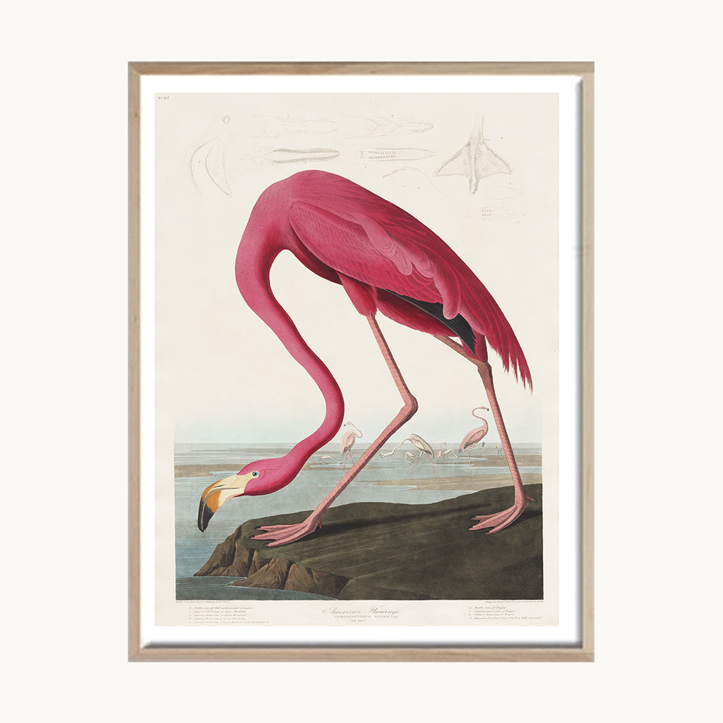Cuadro Animales Flamenco Ilustración Artística