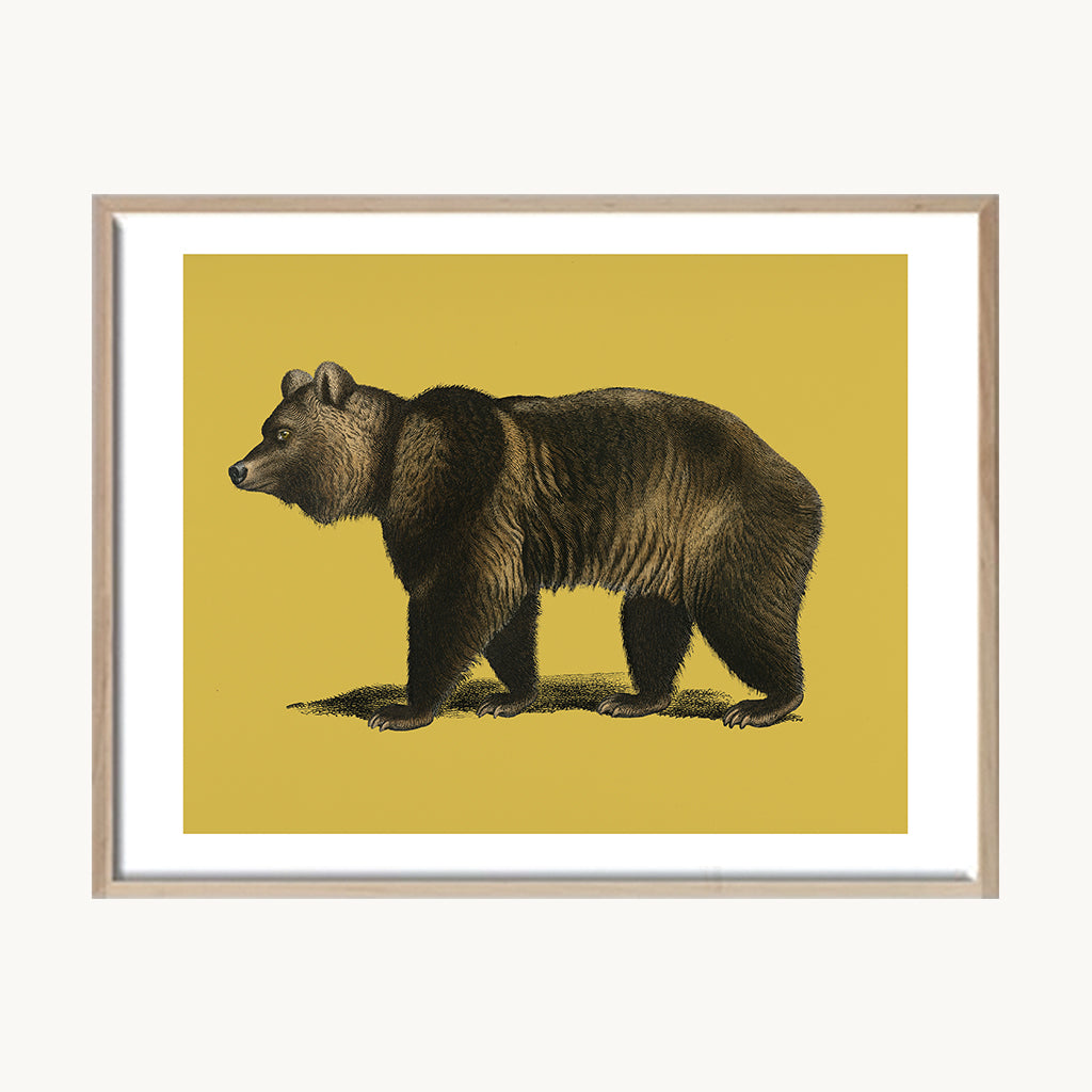 Cuadro Animales Oso Fondo Mostaza