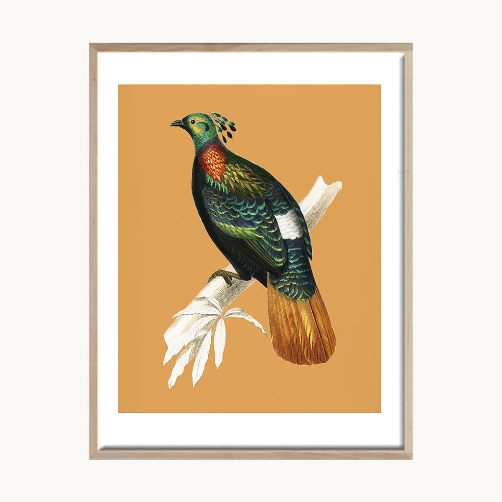 Cuadro Animales Ave Tropical Fondo Naranja
