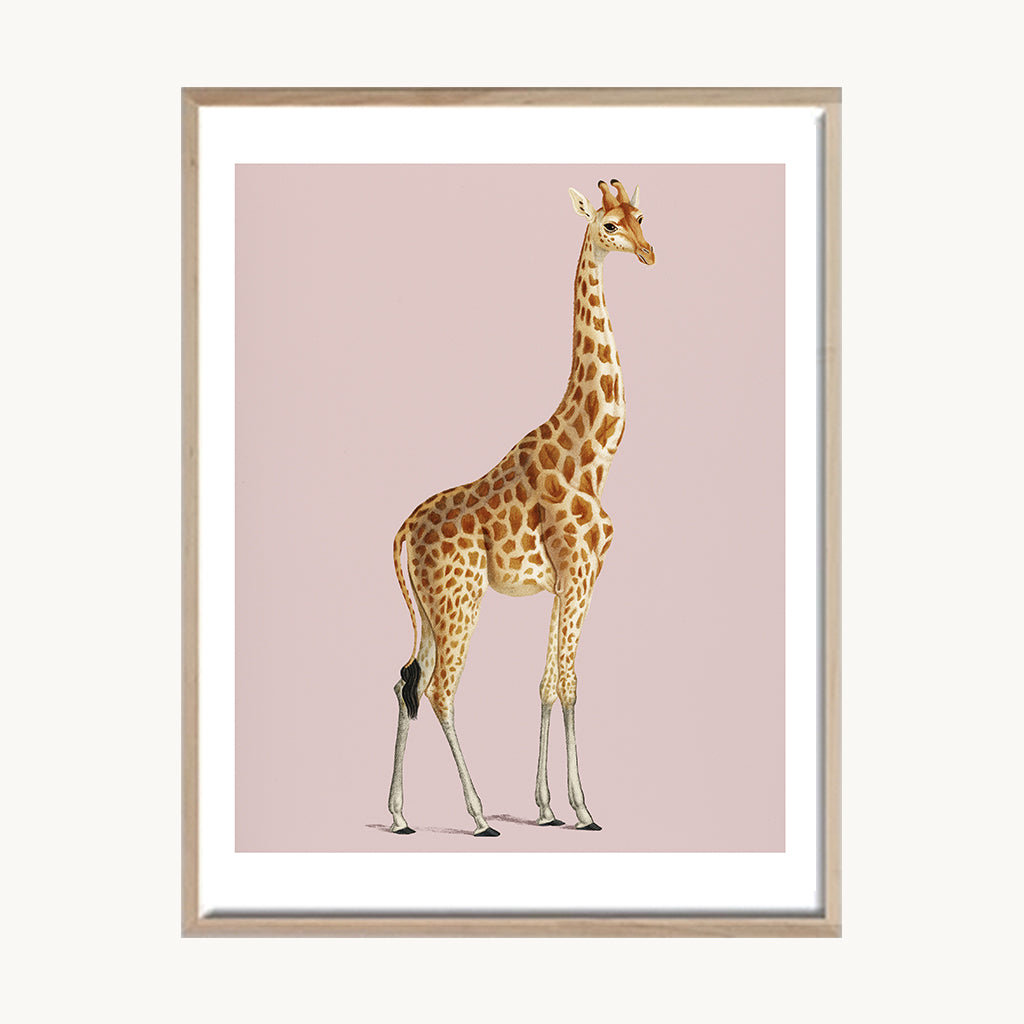 Cuadro Animales Jirafa Fondo Rosa Pastel
