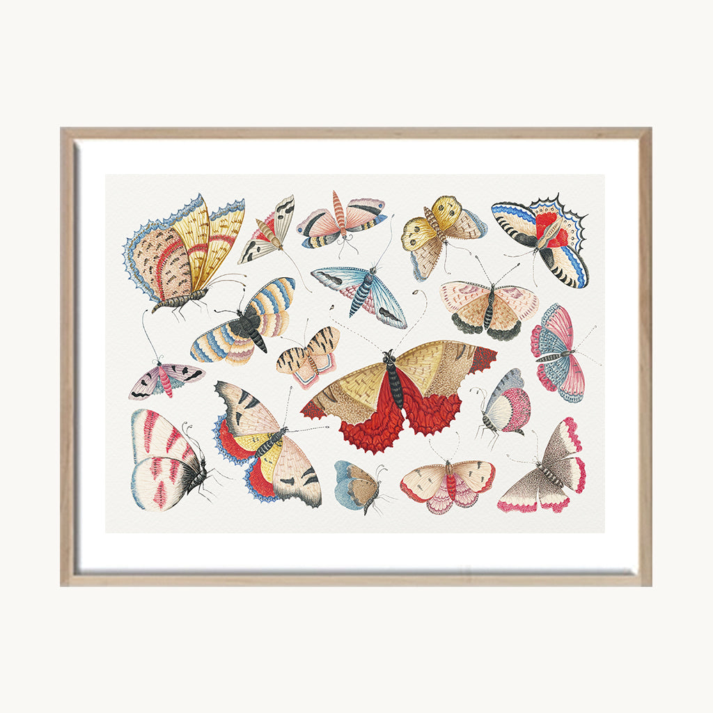 Cuadro Animales Mariposas Composición Colorida 1