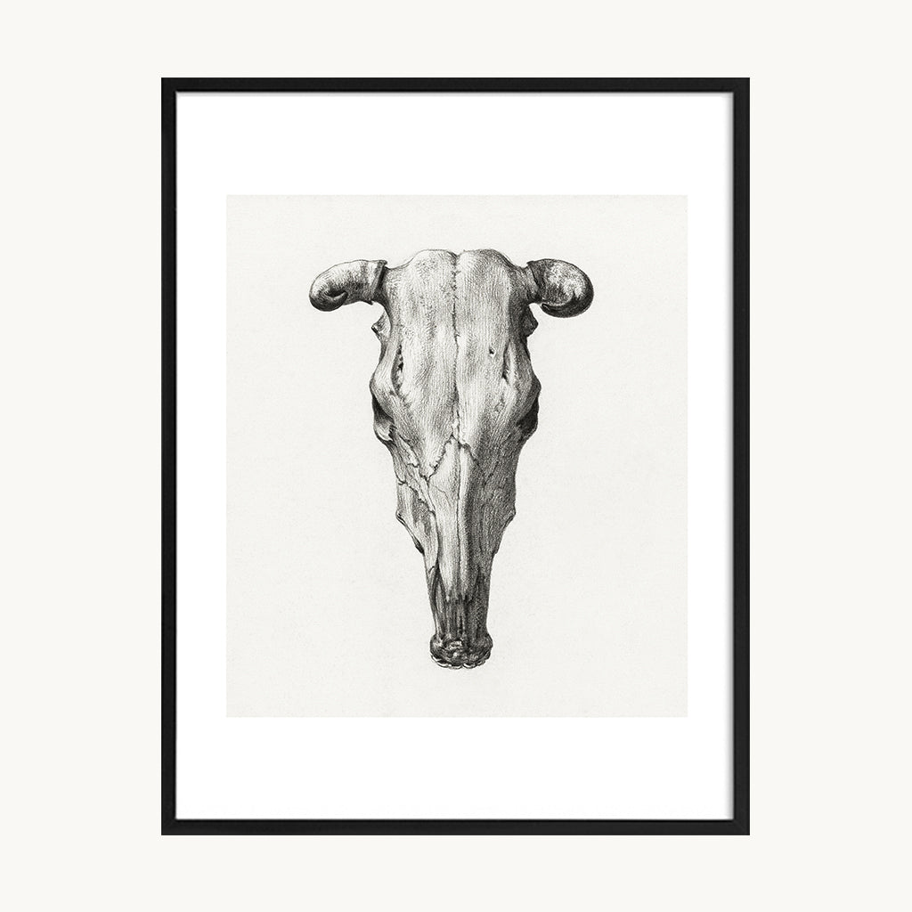 Cuadro Animales Cabeza de Toro Ilustración Vintage