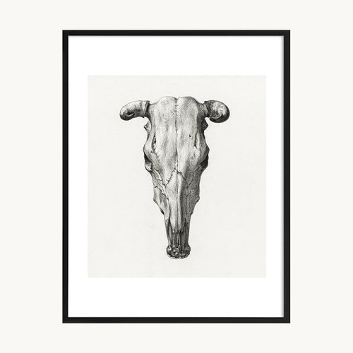 Cuadro Animales Cabeza de Toro Ilustración Vintage