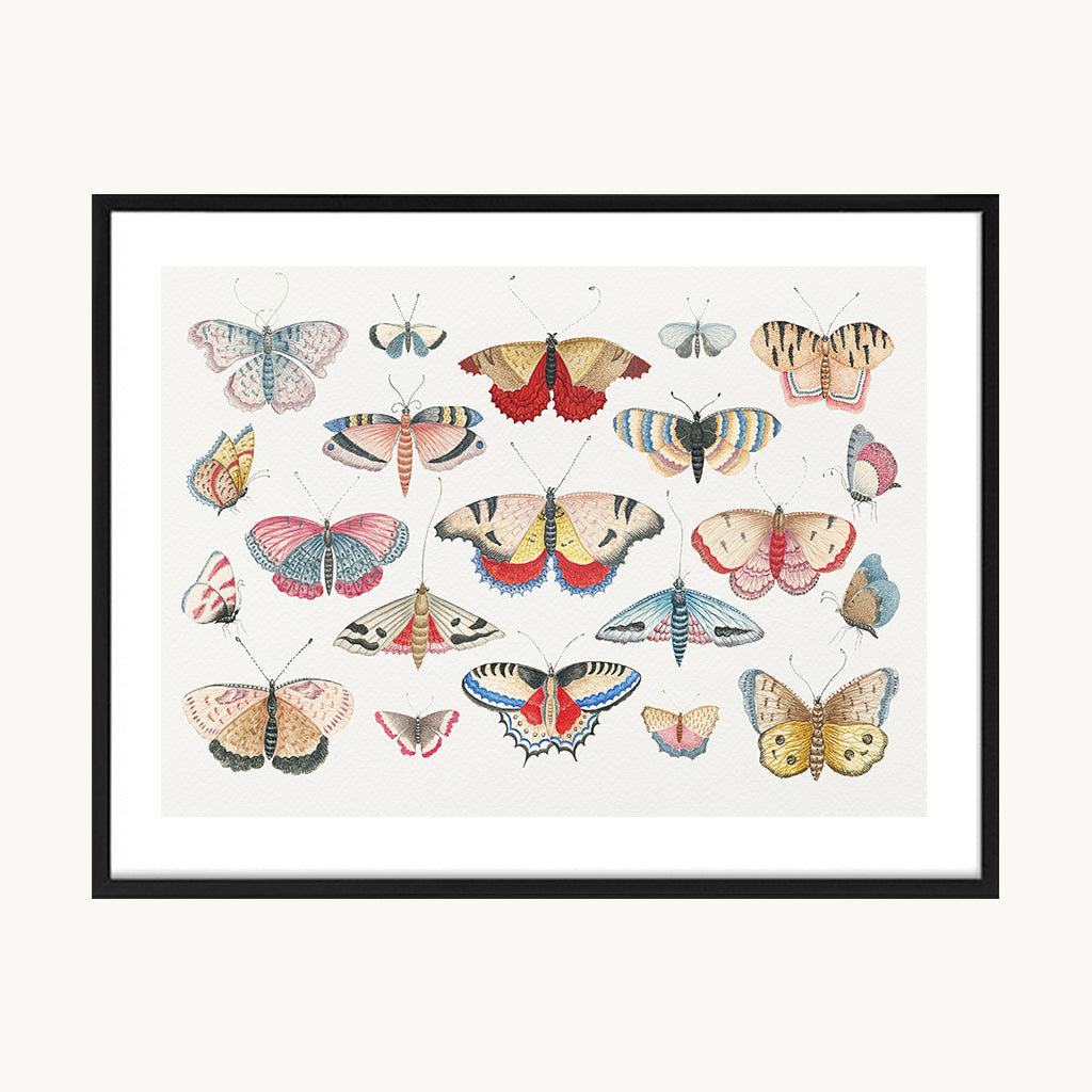 Cuadro Animales Mariposas Composición Colorida 2
