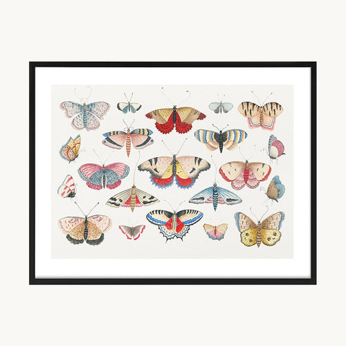 Cuadro Animales Mariposas Composición Colorida 2