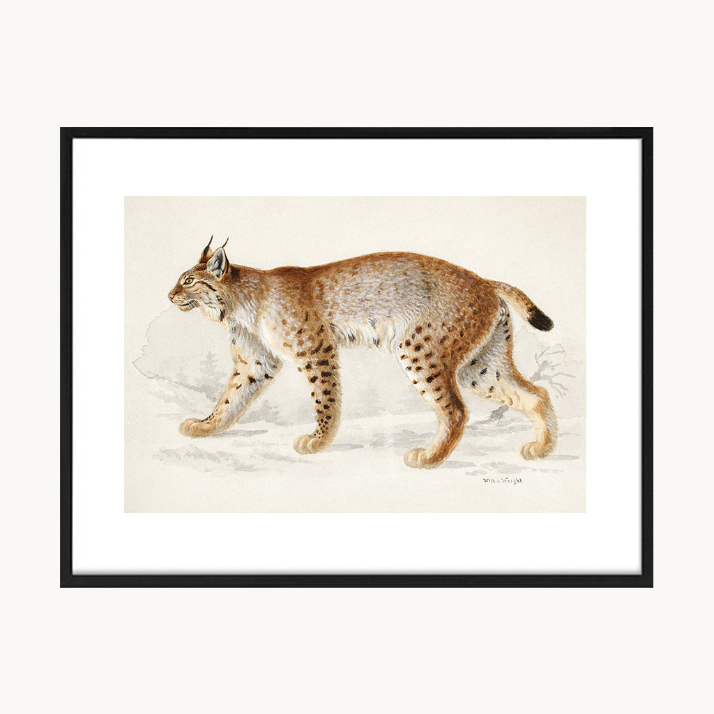 Cuadro Animales Tigre Ilustración Clásica