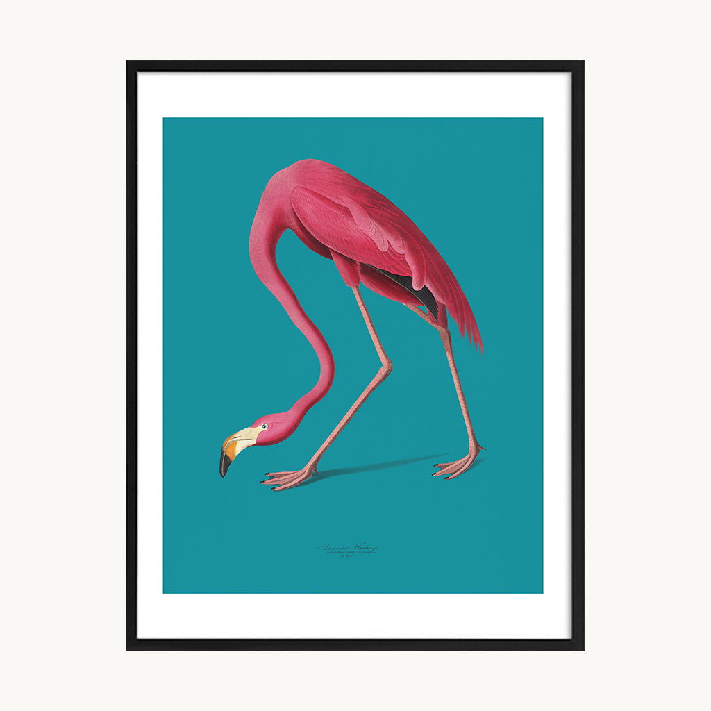Cuadro Animales Flamenco Fondo Turquesa