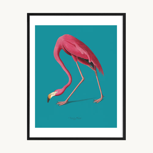 Cuadro Animales Flamenco Fondo Turquesa