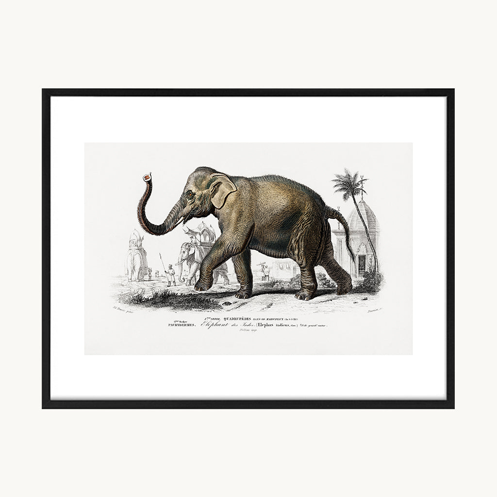 Cuadro Animales Elefante Grabado Antiguo