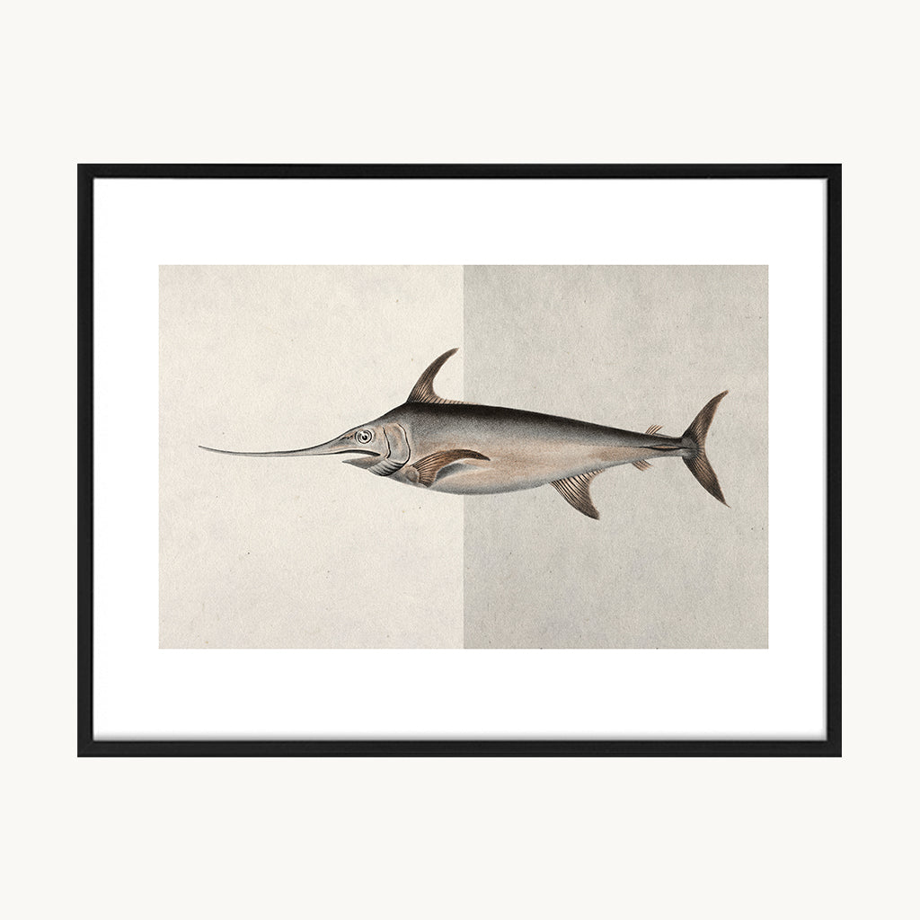 Cuadro Animales Pez Ilustración Científica