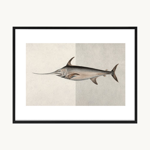 Cuadro Animales Pez Ilustración Científica