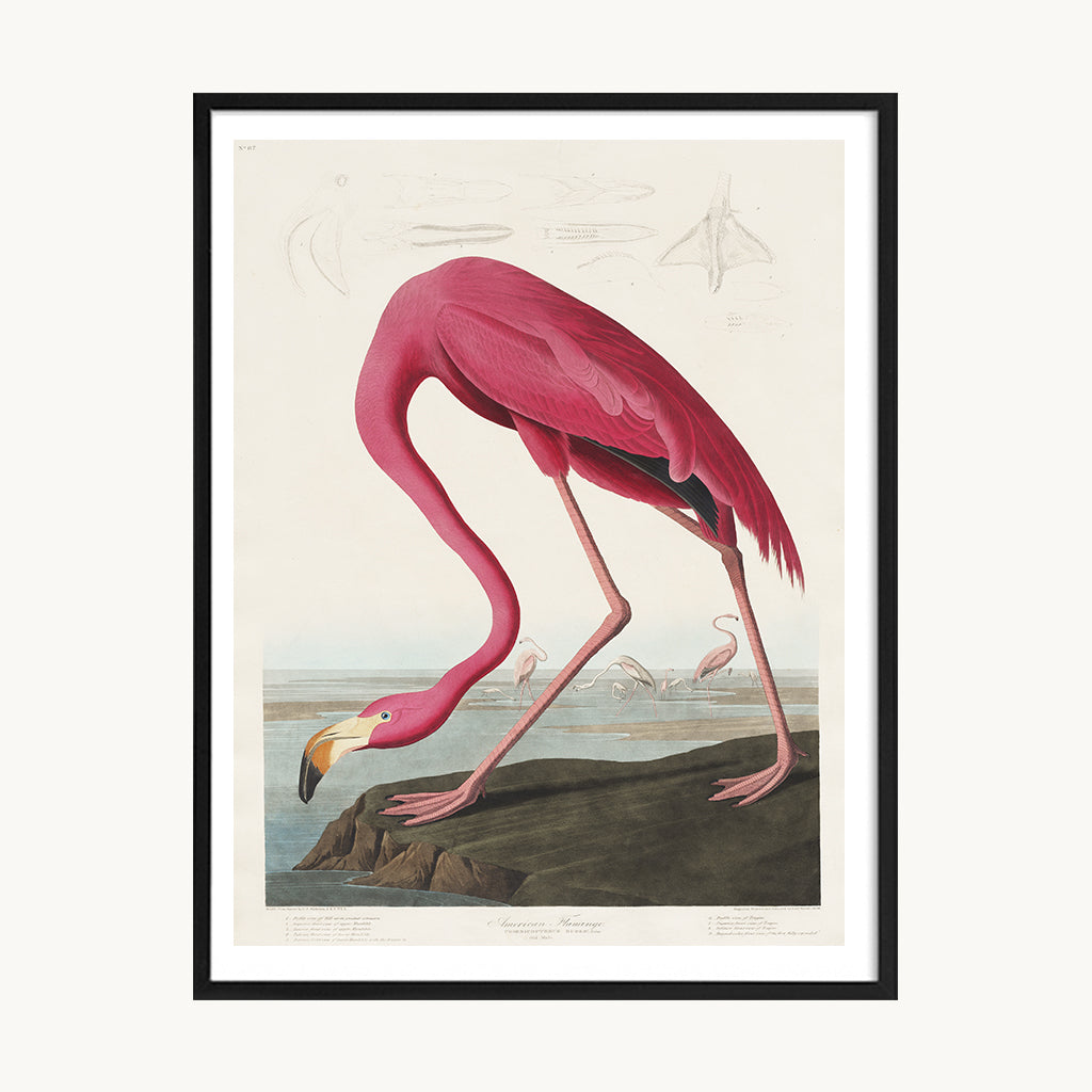 Cuadro Animales Flamenco Ilustración Artística