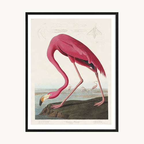 Cuadro Animales Flamenco Ilustración Artística