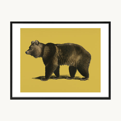 Cuadro Animales Oso Fondo Mostaza