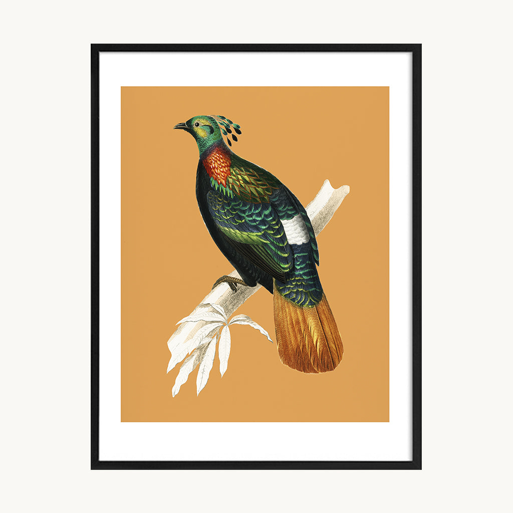 Cuadro Animales Ave Tropical Fondo Naranja