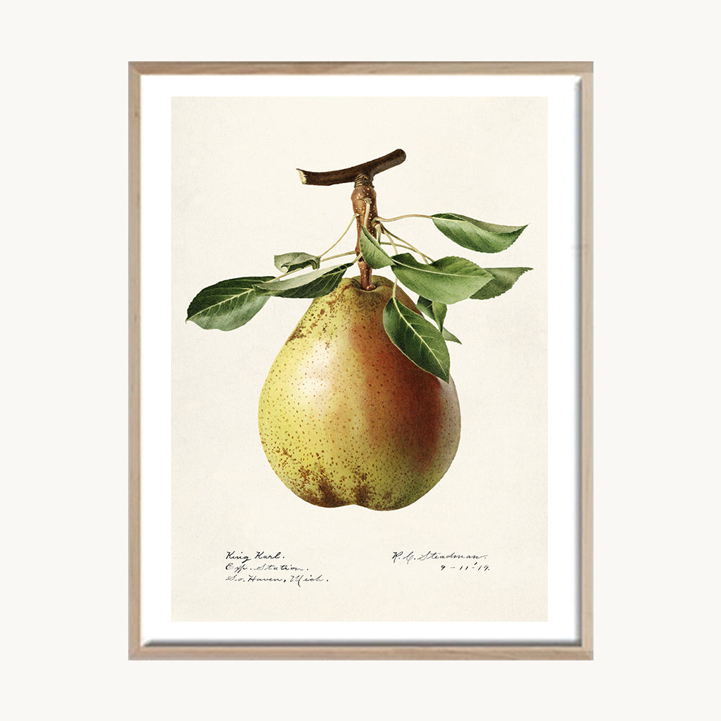 Cuadro Cocina Pera Botánica Vintage