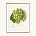 Cuadro Cocina Uvas Botánicas Clásicas