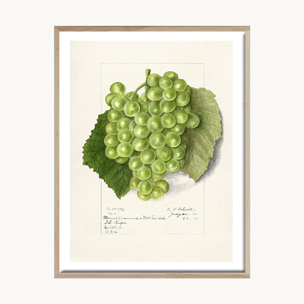 Cuadro Cocina Uvas Botánicas Clásicas