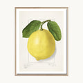 Cuadro Cocina Limón Botánico Vintage