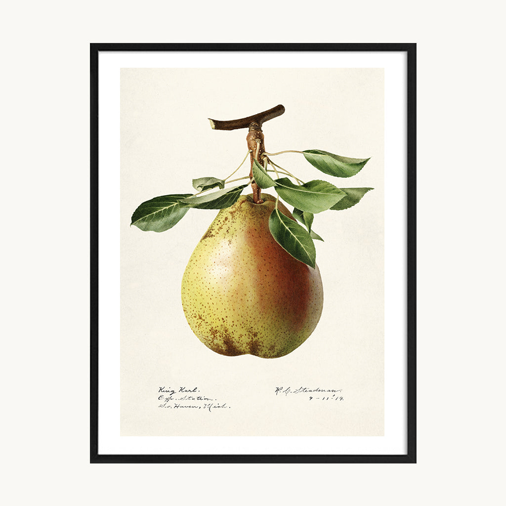 Cuadro Cocina Pera Botánica Vintage