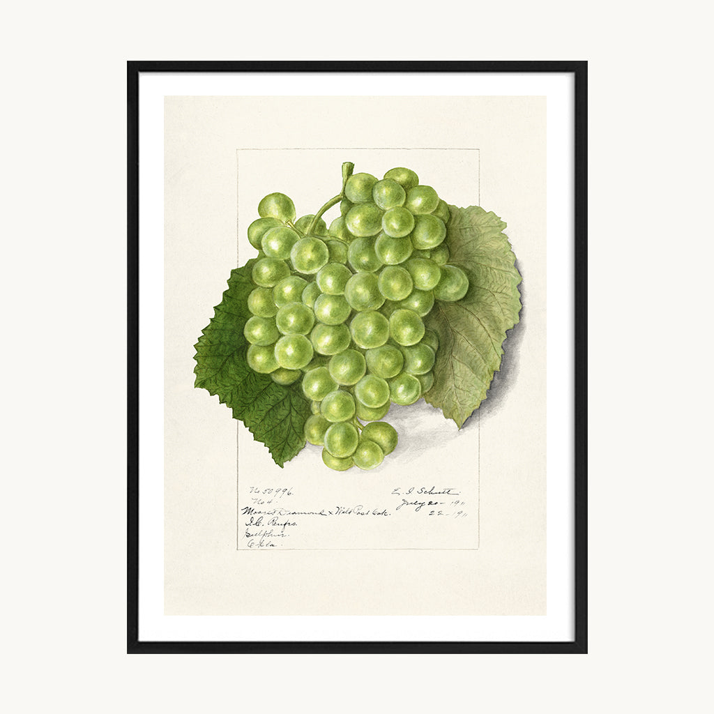 Cuadro Cocina Uvas Botánicas Clásicas