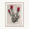 Cuadro Naturaleza Flores Rojas Clásicas Decorativas
