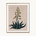 Cuadro Naturaleza Planta Agave Vintage Ilustración Botánica