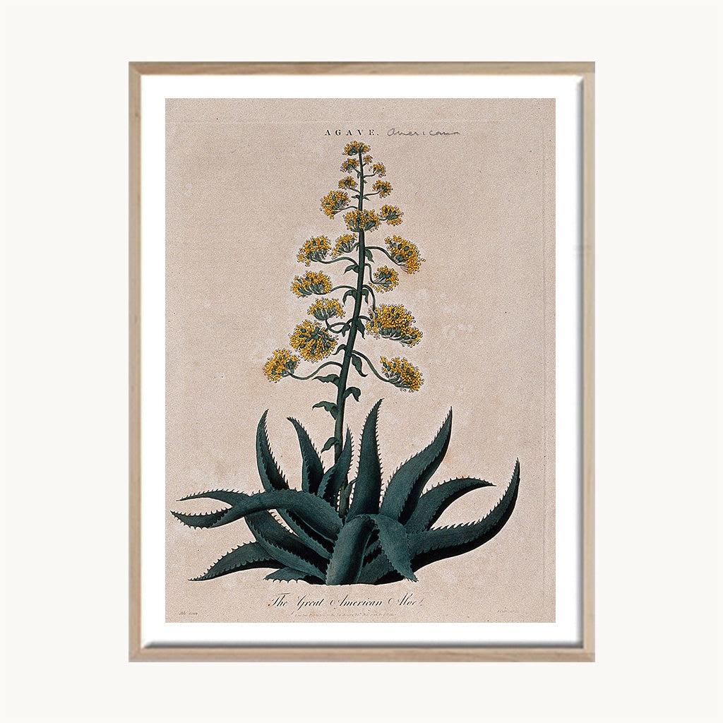 Cuadro Naturaleza Planta Agave Vintage Ilustración Botánica