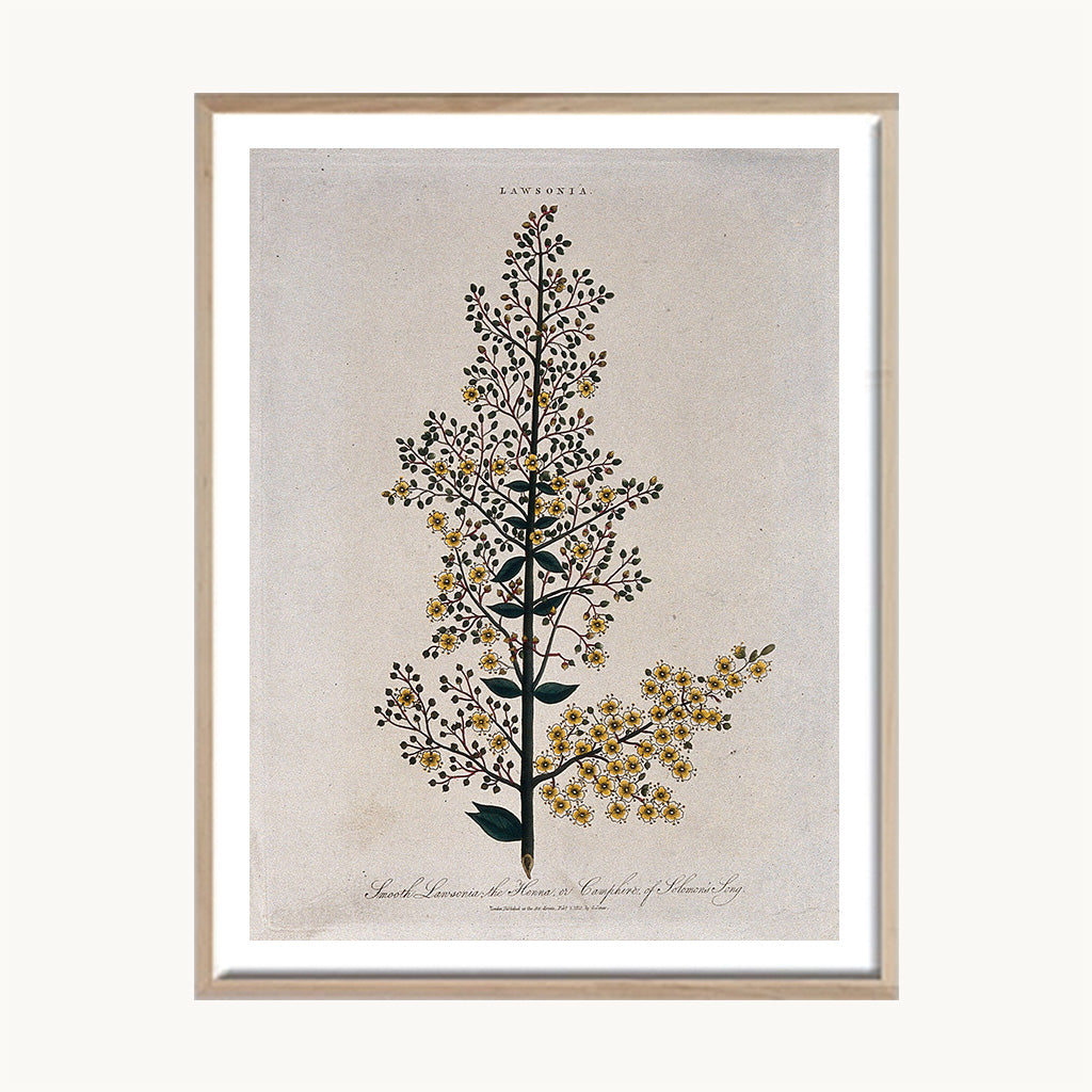 Cuadro Naturaleza Planta Silvestre Clásica Beige