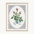 Cuadro Naturaleza Flores Rosadas Ilustración Botánica