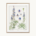 Cuadro Naturaleza Lavandas Silvestres Decorativas