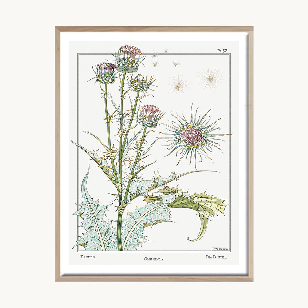 Cuadro Naturaleza Planta Medicinal Ilustración Clásica