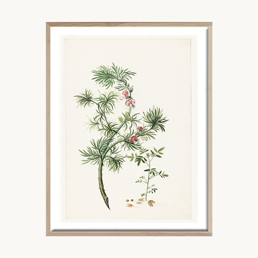 Cuadro Naturaleza Planta Silvestre Verde Minimalista