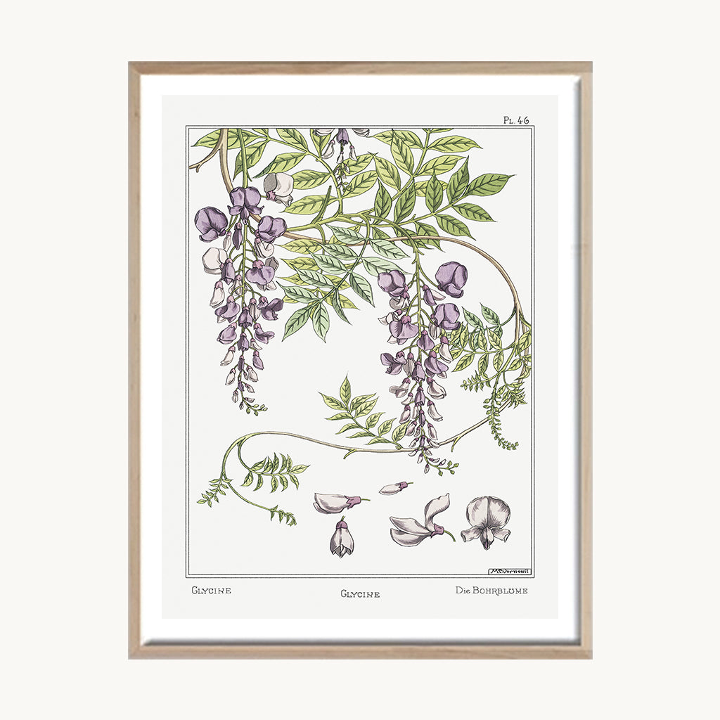 Cuadro Naturaleza Flores lila Botánica Vintage