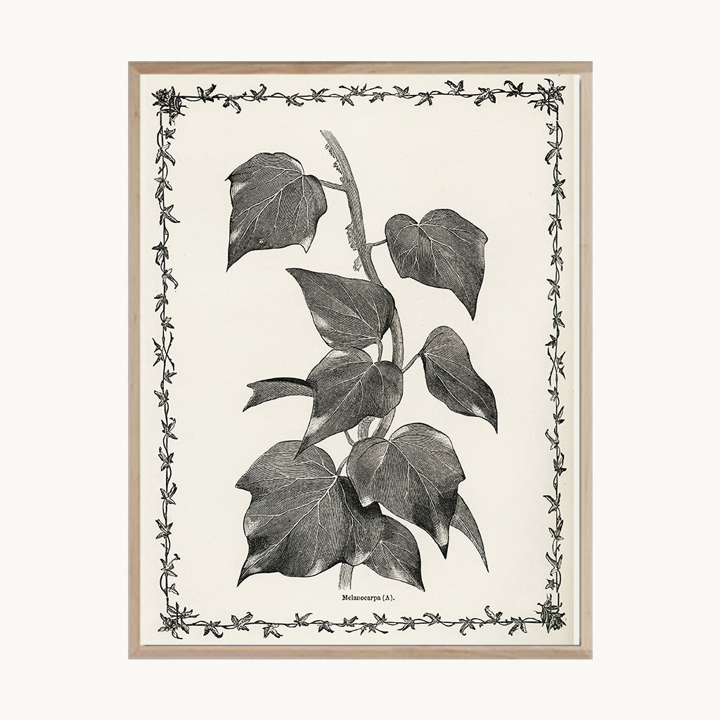 Cuadro Naturaleza Lámina Botánica Blanco y Negro Vintage 1