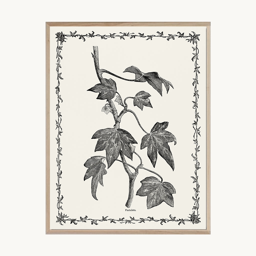 Cuadro Naturaleza Lámina Botánica Blanco y Negro Vintage 3