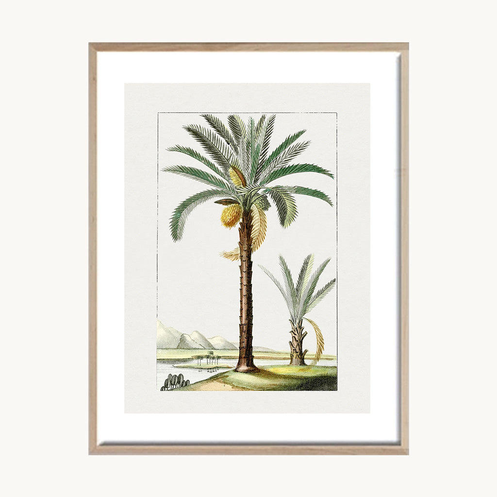 Cuadro Naturaleza Palma Tropical Ilustración Clásica