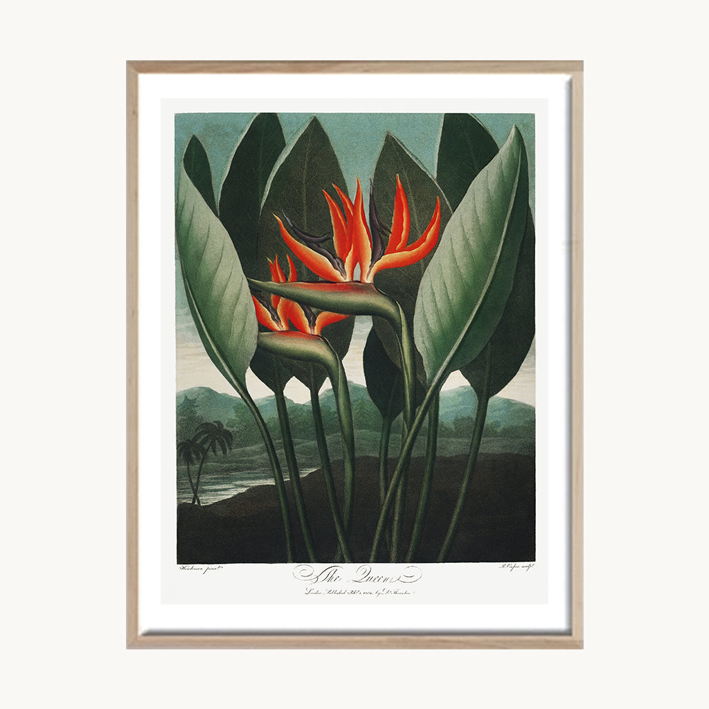 Cuadro Naturaleza Ave del Paraíso Tropical Decorativo