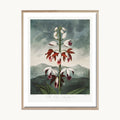 Cuadro Naturaleza Flores Rojas Fondo Oscuro Elegante