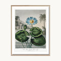 Cuadro Naturaleza Planta Verde Oscura Decorativa
